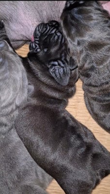 Les chiots de Cane Corso