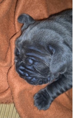 Les chiots de Cane Corso