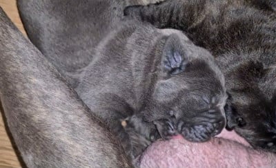 Les chiots de Cane Corso