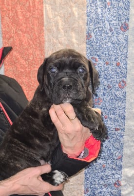 Les chiots de Cane Corso