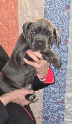Les chiots de Cane Corso