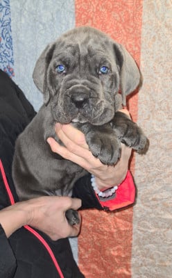 Les chiots de Cane Corso