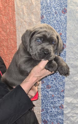 Les chiots de Cane Corso