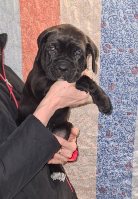 Les chiots de Cane Corso