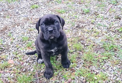Les chiots de Cane Corso