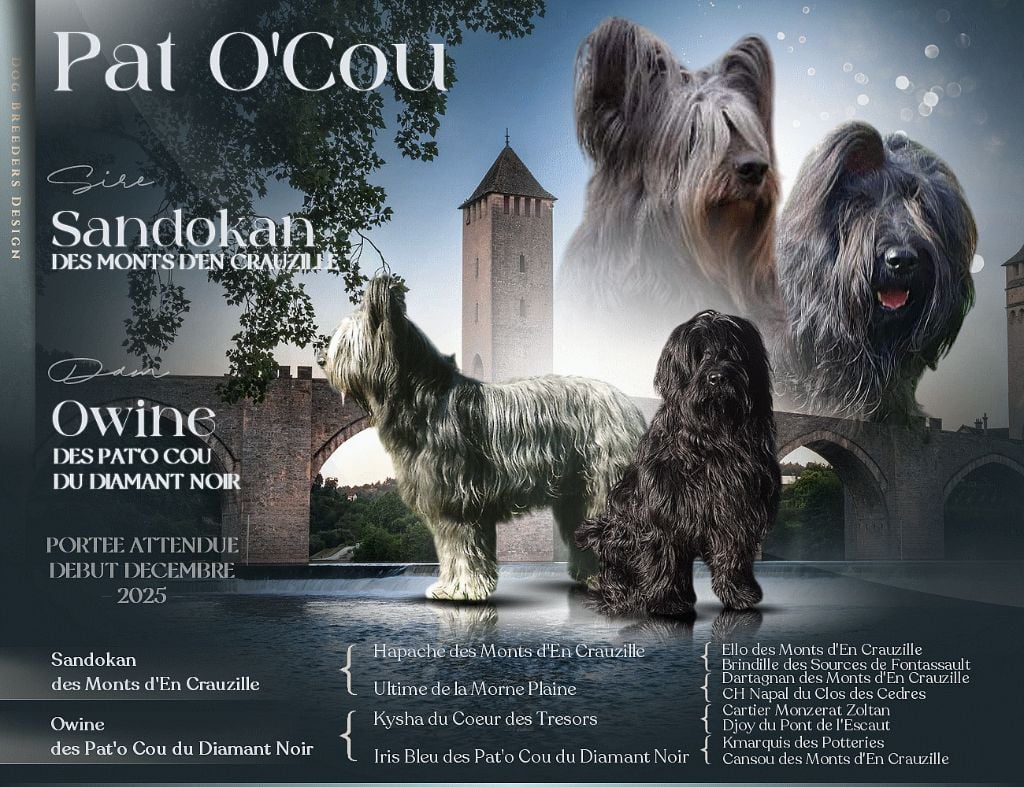 Berger de Brie - Les Pat O' Cou Du Diamant Noir