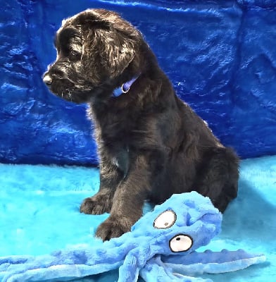 Les chiots de Berger de Brie