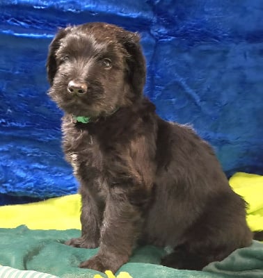 Les chiots de Berger de Brie