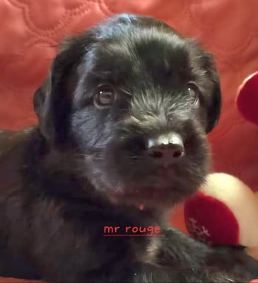 Les chiots de Berger de Brie
