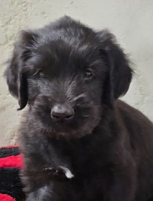 Les chiots de Berger de Brie