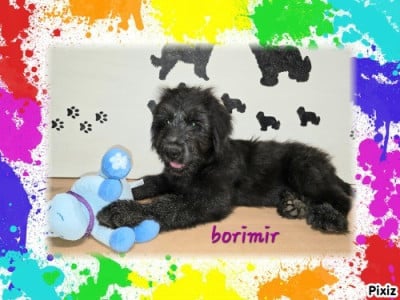 Les chiots de Berger de Brie