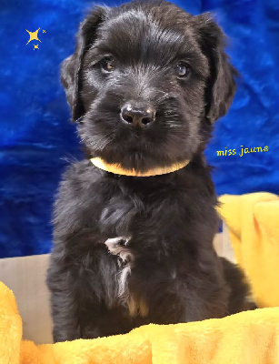 Les chiots de Berger de Brie