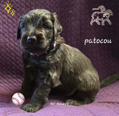 Les chiots de Berger de Brie