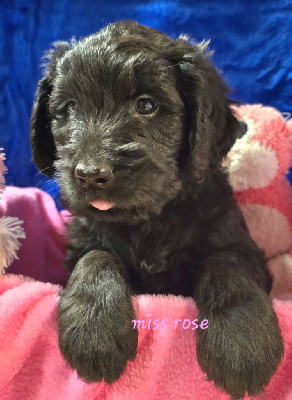 Les chiots de Berger de Brie