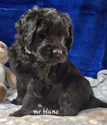 Les chiots de Berger de Brie