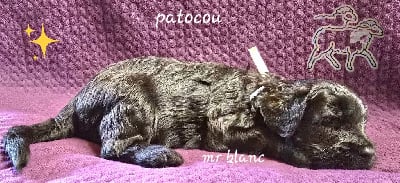 Les chiots de Berger de Brie