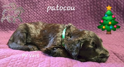 Les chiots de Berger de Brie