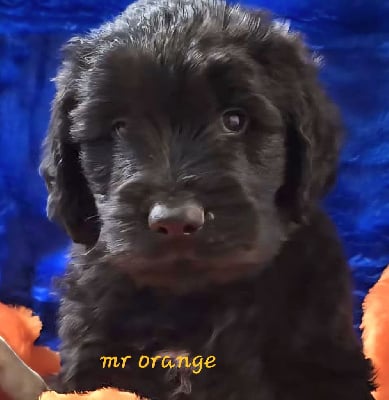 Les chiots de Berger de Brie