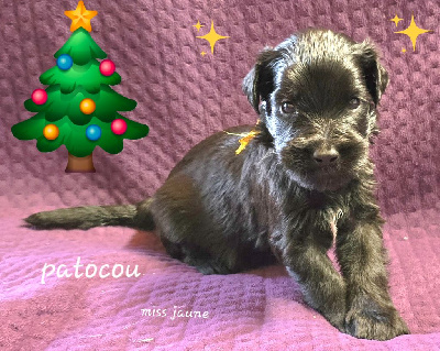 Les chiots de Berger de Brie