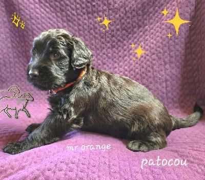 Les chiots de Berger de Brie