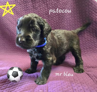 Les chiots de Berger de Brie