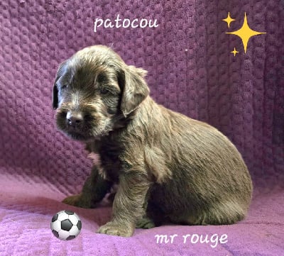 Les chiots de Berger de Brie