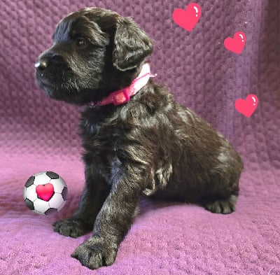 Les chiots de Berger de Brie