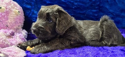 Les chiots de Berger de Brie