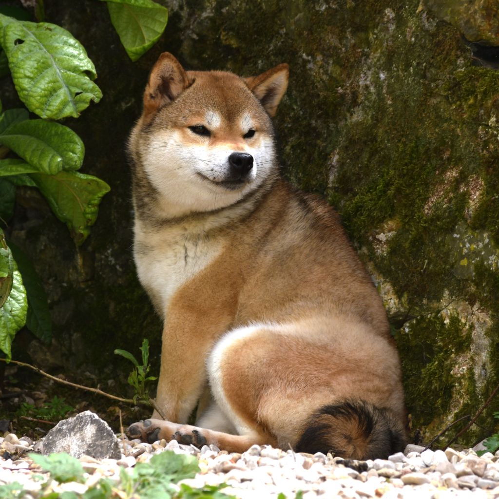 Tomiko de L'Igloo des Sables