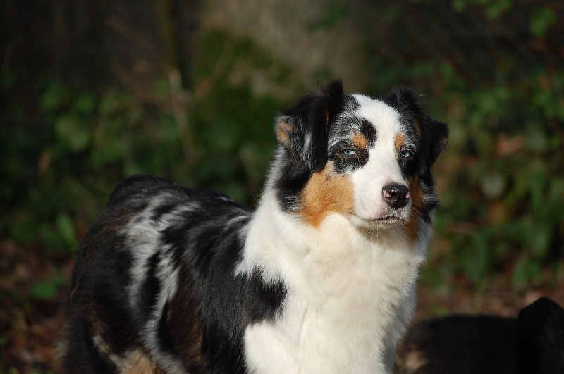 Publication : De La Folle Emprise Auteur : Chrystelle Calixte