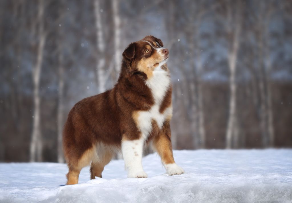 Publication : De La Folle Emprise Auteur : Natalia Sidorenko