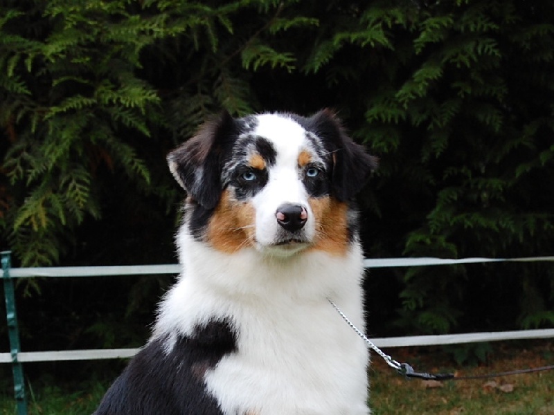 Publication : De La Folle Emprise Auteur : Chrystelle Calixte