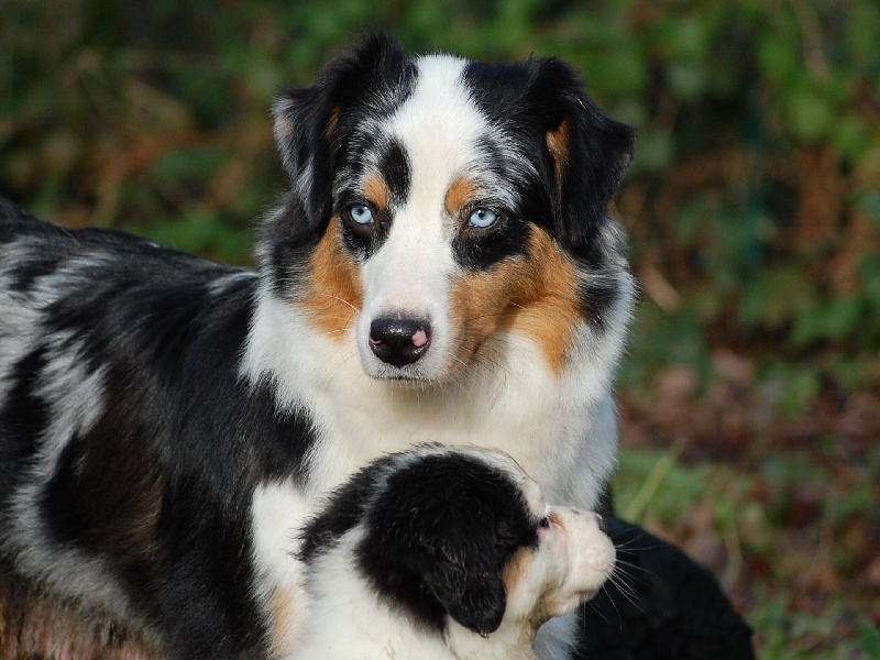 Publication : De La Folle Emprise Auteur : Chrystelle Calixte