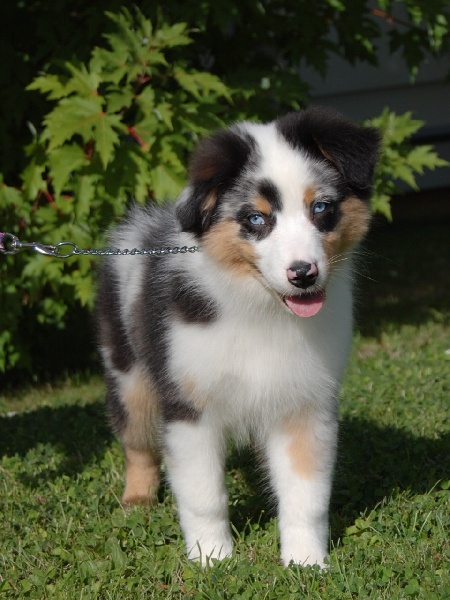 Publication : De La Folle Emprise Auteur : Chrystelle Calixte