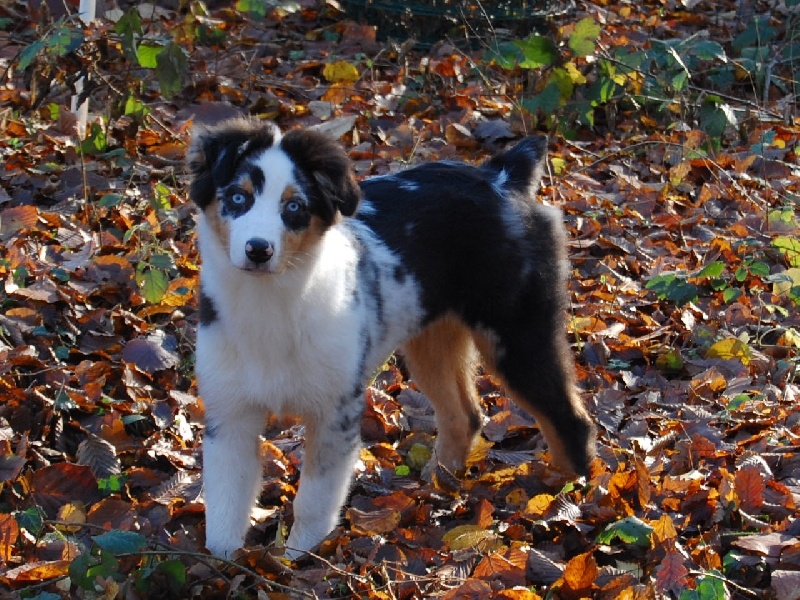 Publication : De La Folle Emprise Auteur : Chrystelle Calixte