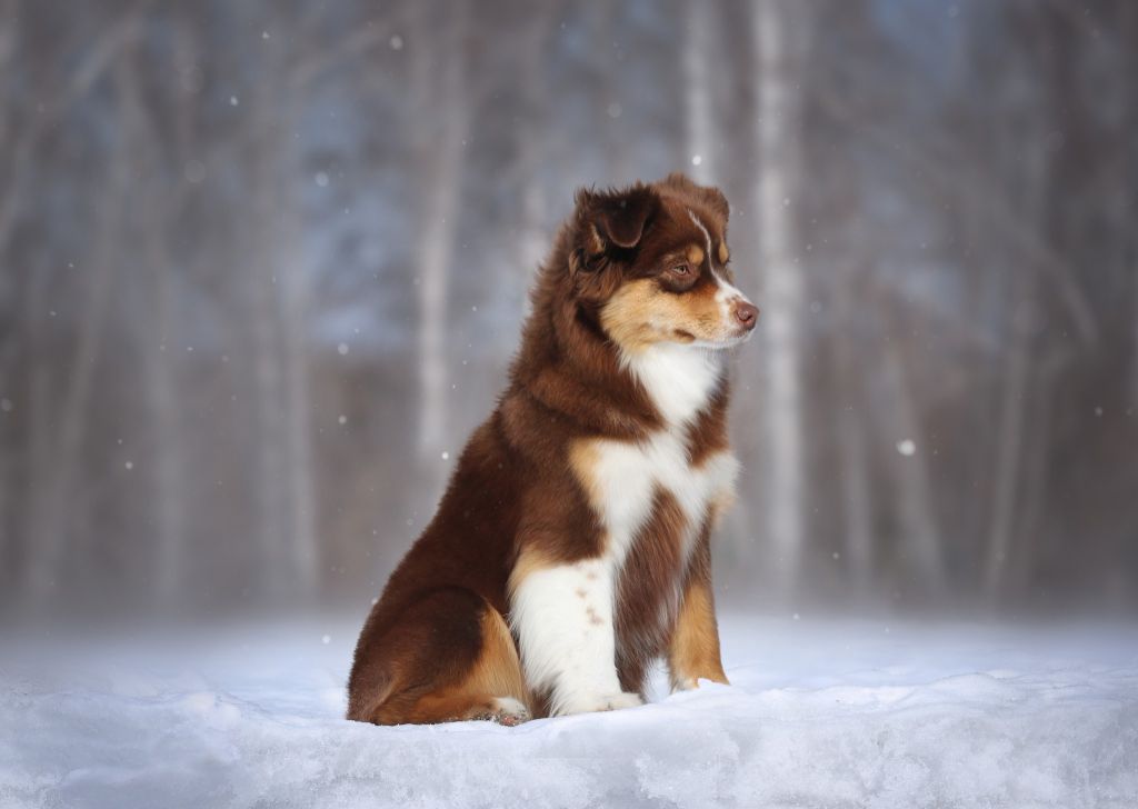 Publication : De La Folle Emprise Auteur : Natalia Sidorenko