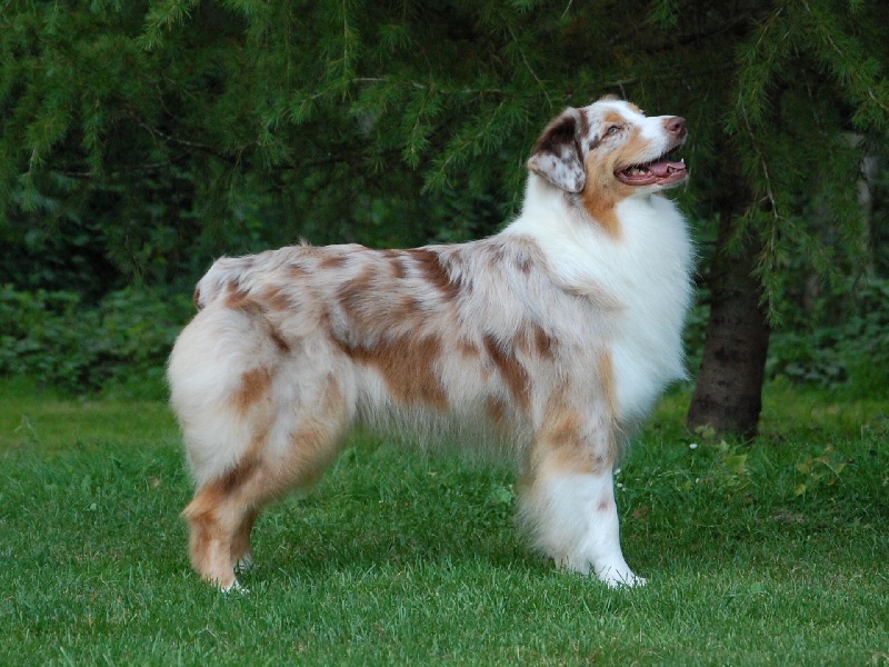 Publication : De La Folle Emprise Auteur : Chrystelle Calixte