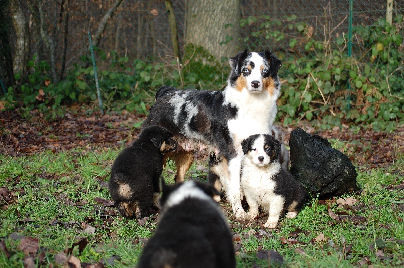 Publication : De La Folle Emprise Auteur : Chrystelle Calixte