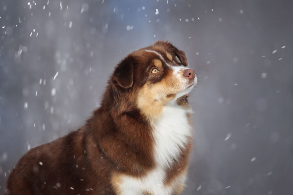 Publication : De La Folle Emprise Auteur : Natalia Sidorenko