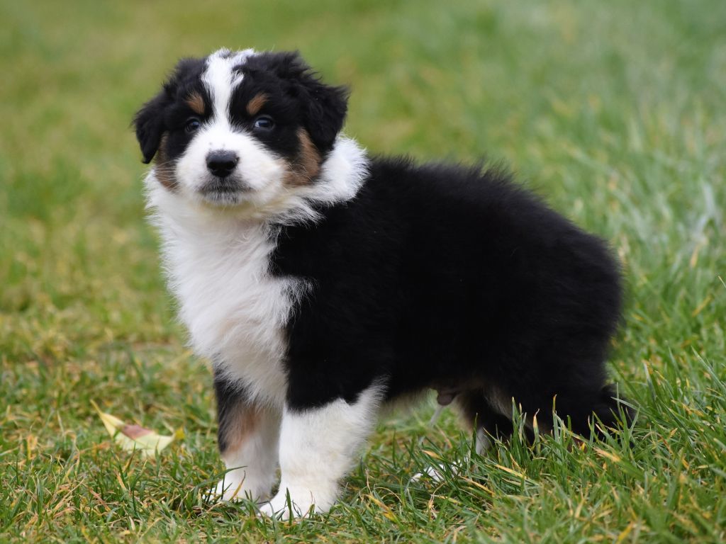 mâle noir tricolore