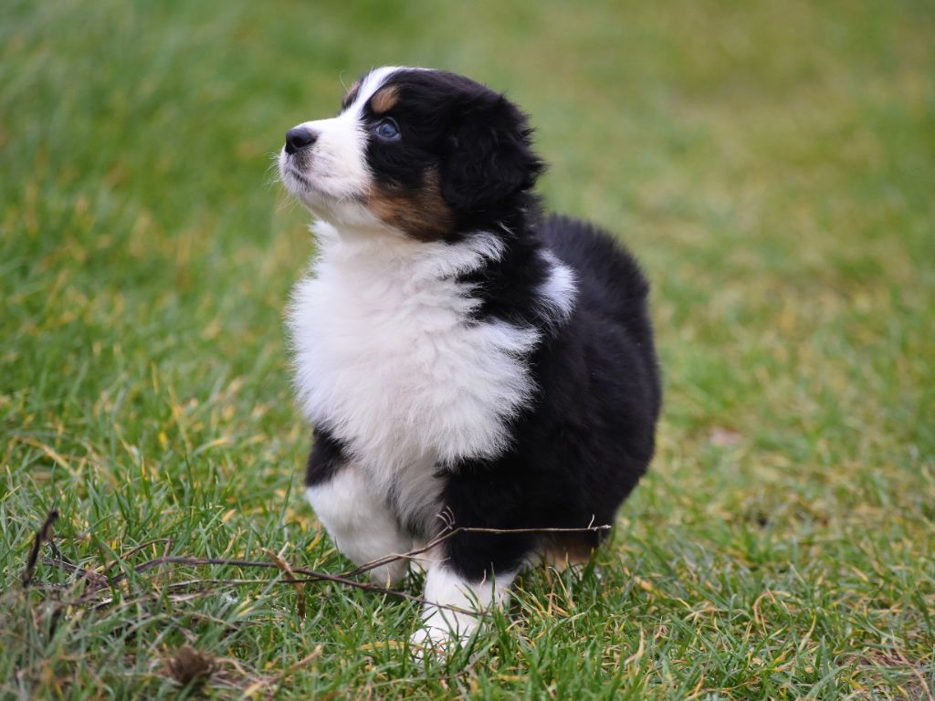 mâle noir tricolore
