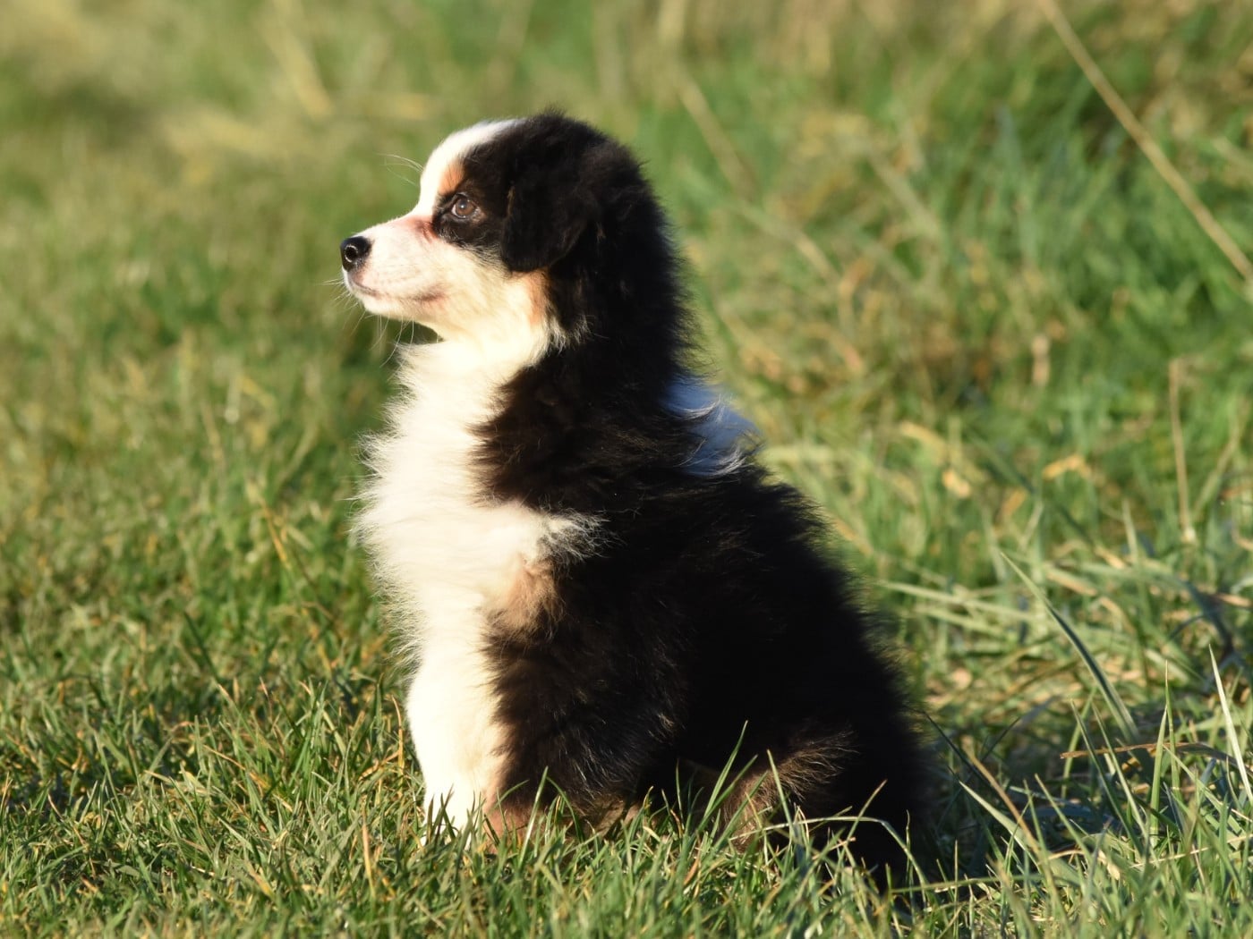 femelle noire tricolore