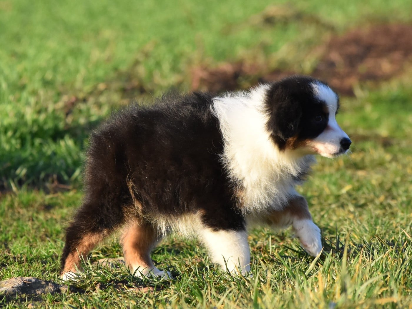 femelle noire tricolore