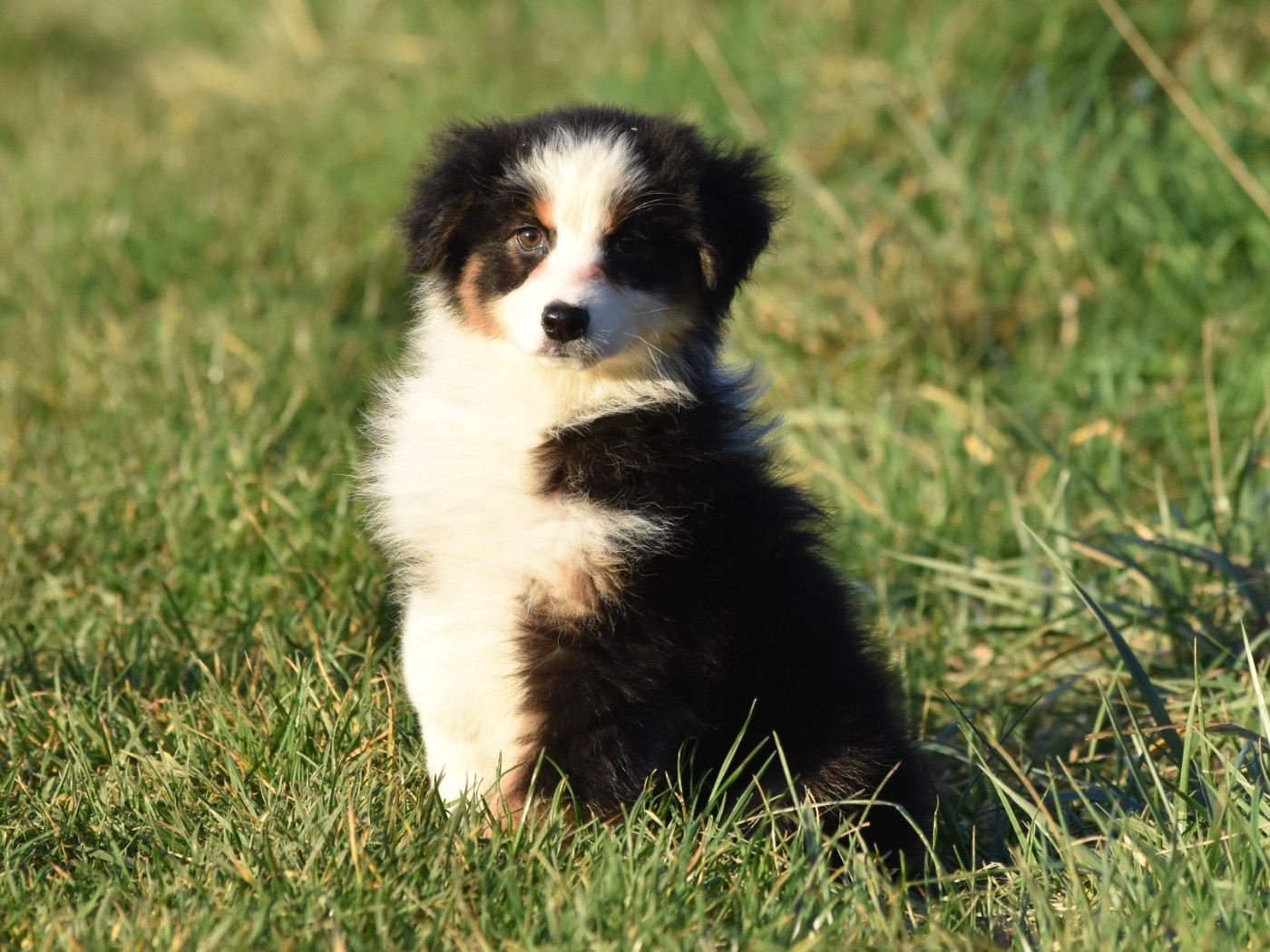 femelle noire tricolore