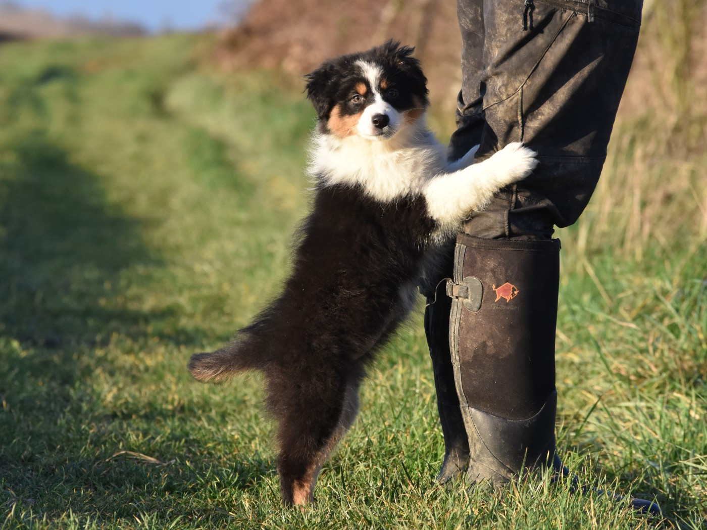 femelle noire tricolore