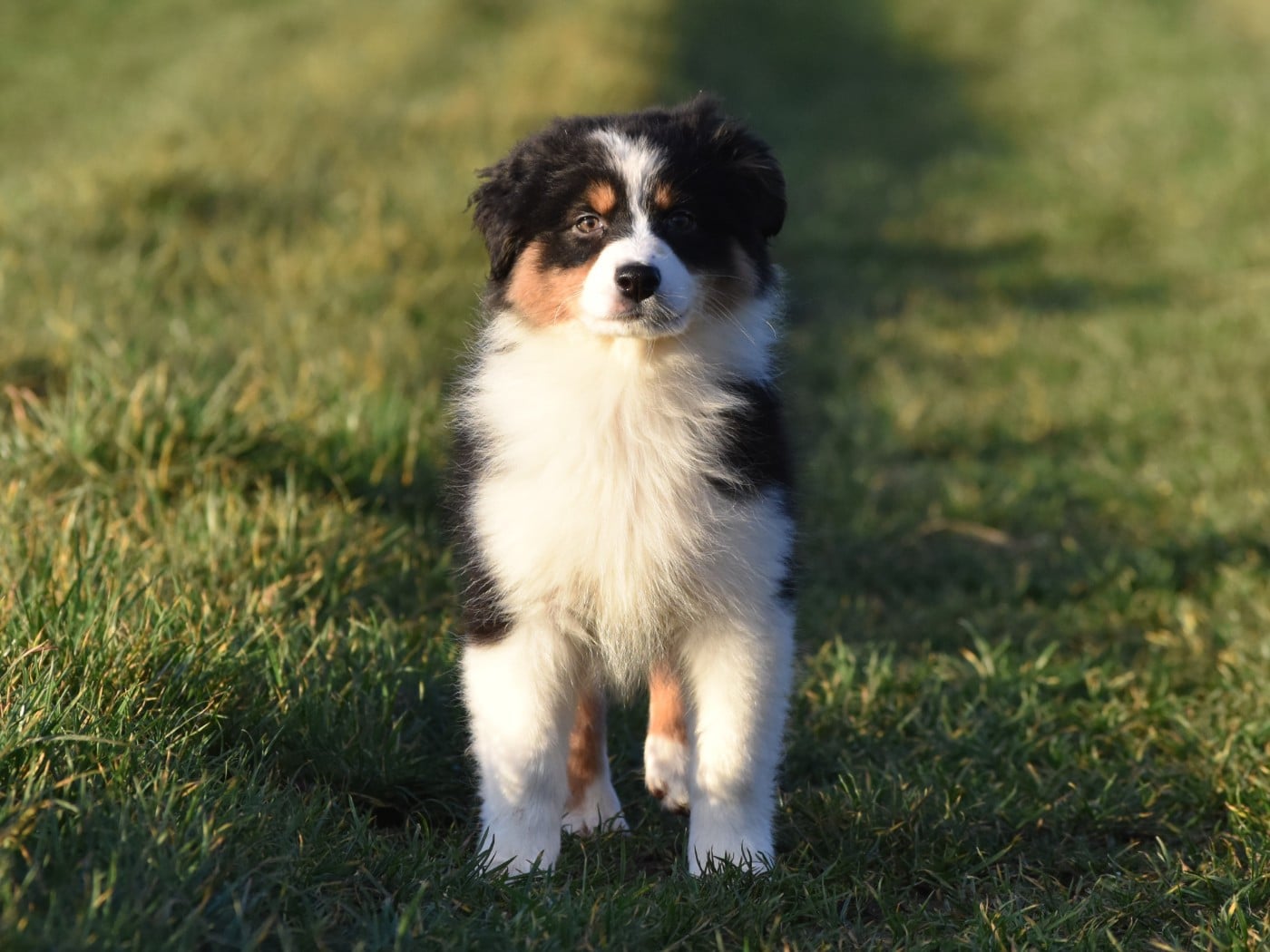 femelle noire tricolore