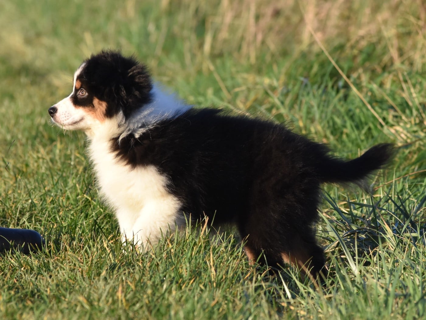 femelle noire tricolore
