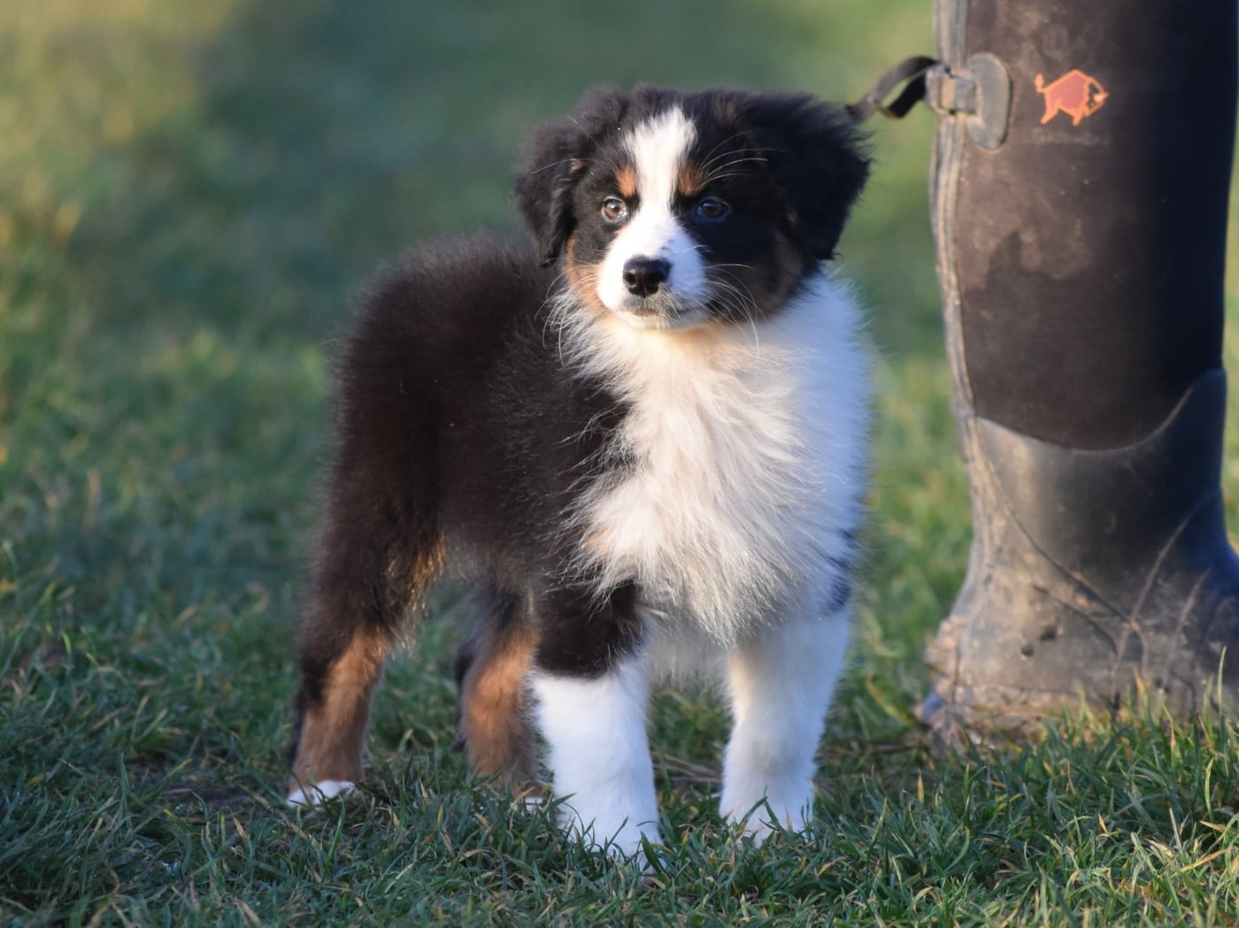 mâle noir tricolore
