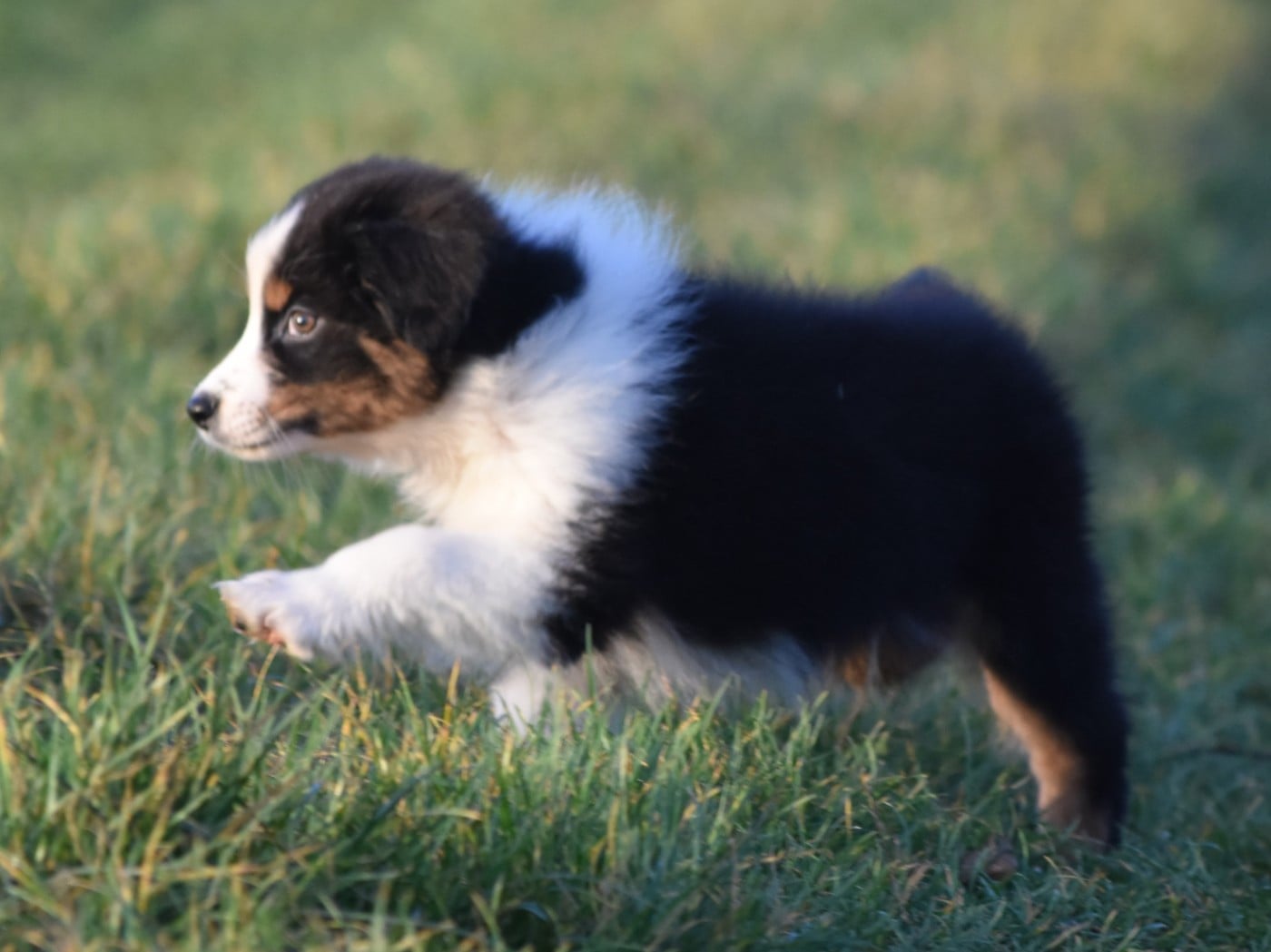 mâle noir tricolore