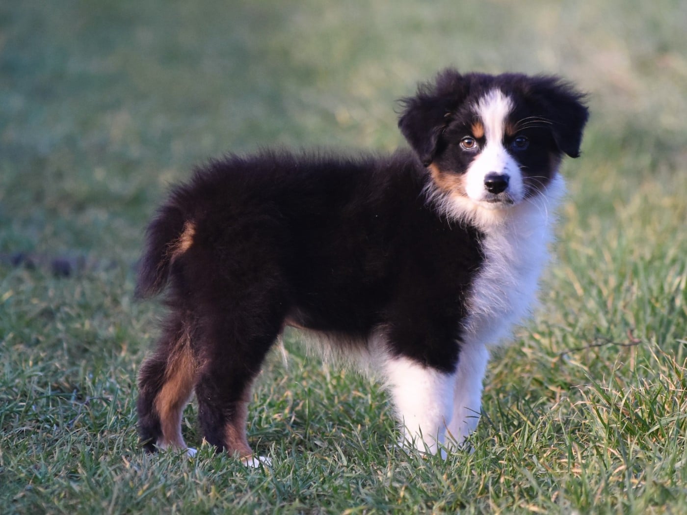 mâle noir tricolore
